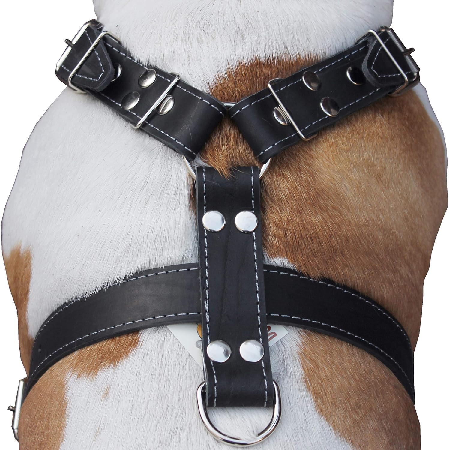 rottweiler dog body belt