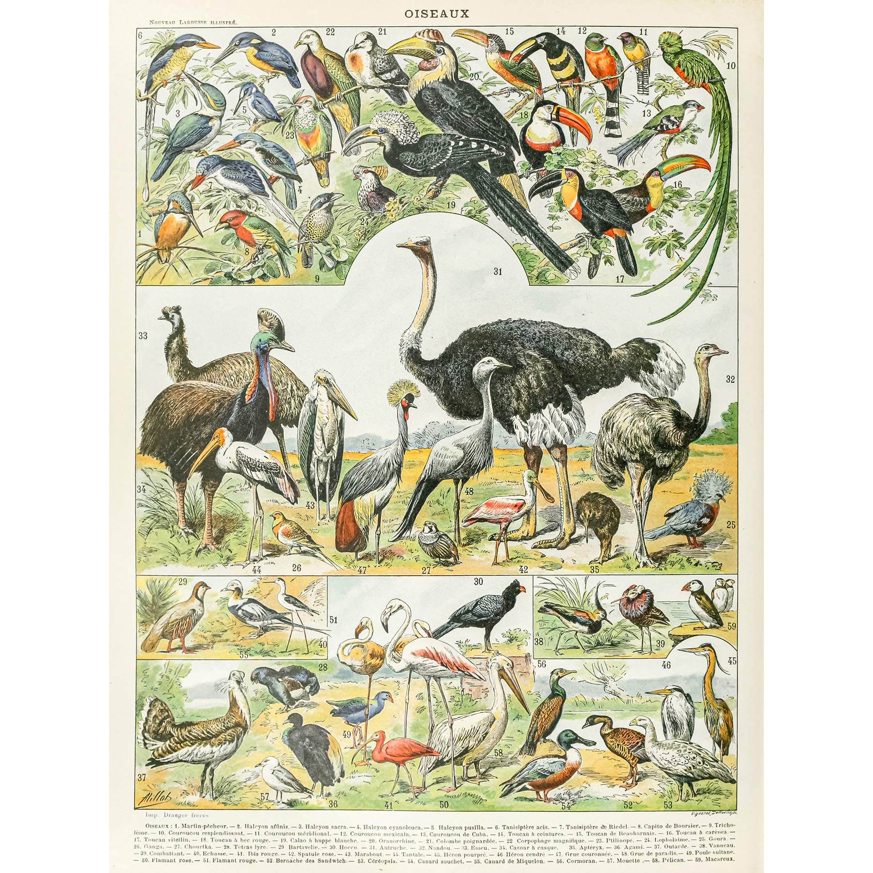 Artery8 Millot Encyclopedia Page Birds Ostrich Emu Large Wall Art Poster Print Thick Paper 18X24 Inch