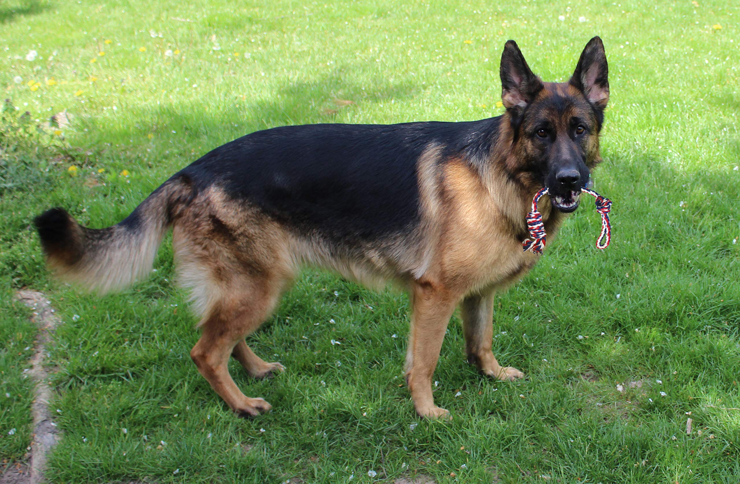 Jalousie Dog Plush Toy and Rope Toy Combos Dog Squeaky Toys for Small