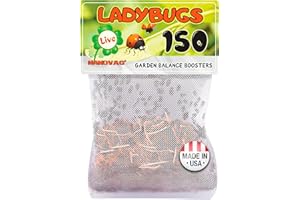 NANOVAC 150 Ladybugs Live for Garden - Hippodamia Convergens - Live Lady Bugs in a Mesh Bag