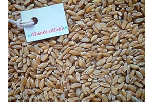 Canada Grown Certified Organic Durum Wheat Berries 2 kg - Non-GMO, Whole Grain, Food Grade, Vegetarian, Vegan, Excellent Grai