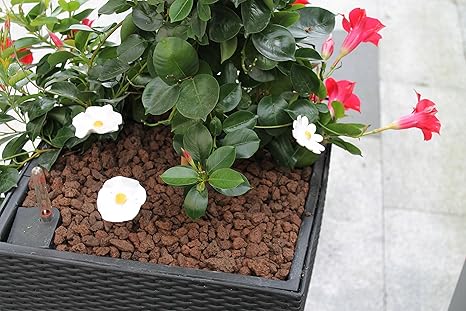 Doubleyou Geovlies & Baustoffe 5kg Lavamulch rot braun - Körnung: 8-16 mm
