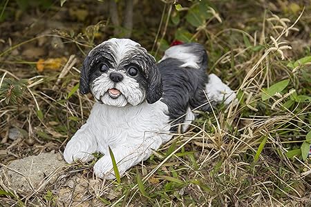 dog shih tzu black and white