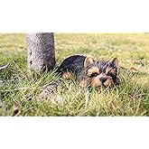 Hi- Line Gift 87710-M Yorkshire Terrier Puppy Sleeping Pet Pals Statue, Black