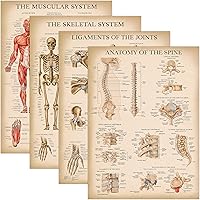 Palace Learning 4 Pack - Vintage Anatomy Poster Set - Laminated - Muscular, Skeletal, Ligaments of the Joints, Anatomy of the
