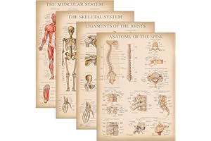 Palace Learning 4 Pack - Vintage Anatomy Poster Set - Laminated - Muscular, Skeletal, Ligaments of the Joints, Anatomy of the
