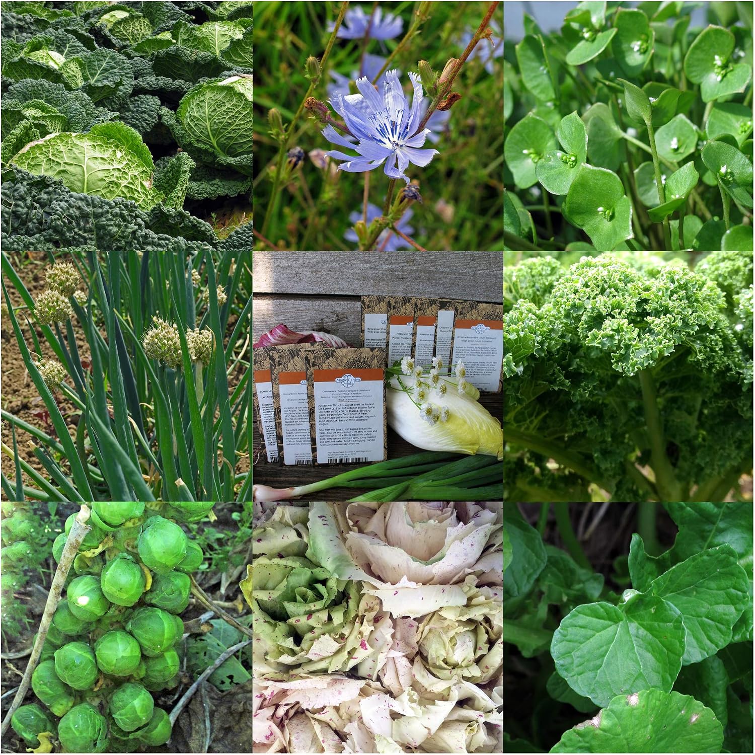 Winter Vegetable Varieties - Image 4