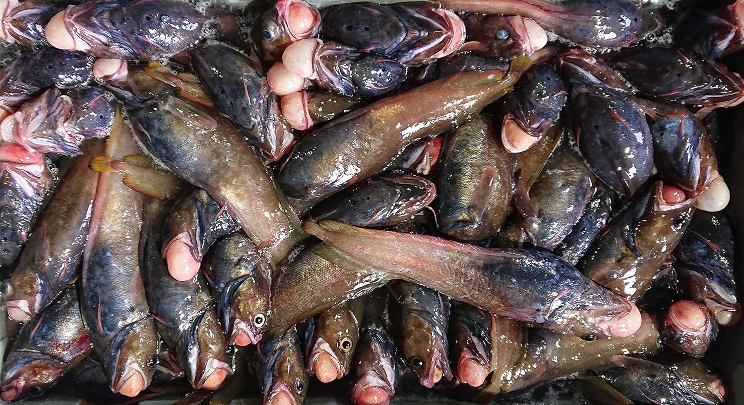 Amazon 産直丸魚 北三陸 岩手洋野町産 ドンコのおろし身 塩焼き 汁物でどうぞ 1ｋｇ入 どんこ エゾイソアイナメ 洋野町種市のさかなや 産直丸魚 鮮魚 通販