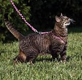 PetSafe Come With Me Kitty Harness and Bungee Leash Large Dusty Rose Burgundy view 2