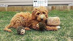 ZippyPaws - Burrows Replacement Miniz Hedgehogs