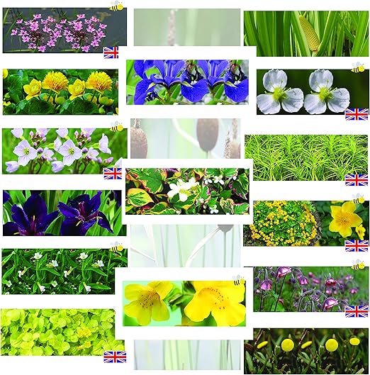 Lincolnshire Marginal Pond Plants 8 Varieties Amazon.co.uk Garden