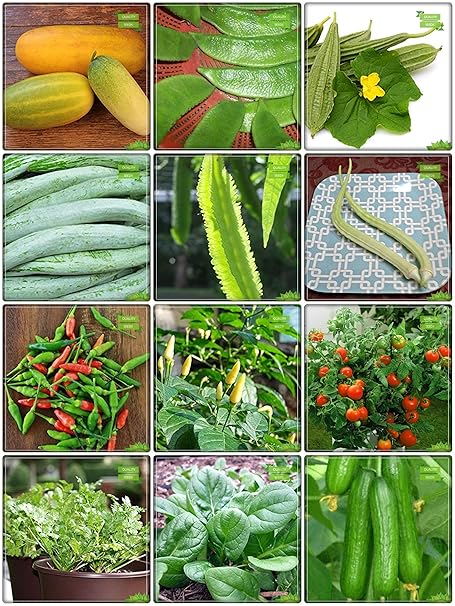 Creative Farmer Kitchen Garden Seeds Combo Vegetable Seeds : Cucumber Sambar, Dolichus Beans (Grace), Ridgegourd, Snakegourd, Winged Bean(Revathy), Elephent Tusk Okra Seeds Vegetable Seeds, Bird Chilli -Red, Bird Chilli -White, Tomato - Money Maker, Coriander, Palak Cheera, Cuccumber Terrace Gardening