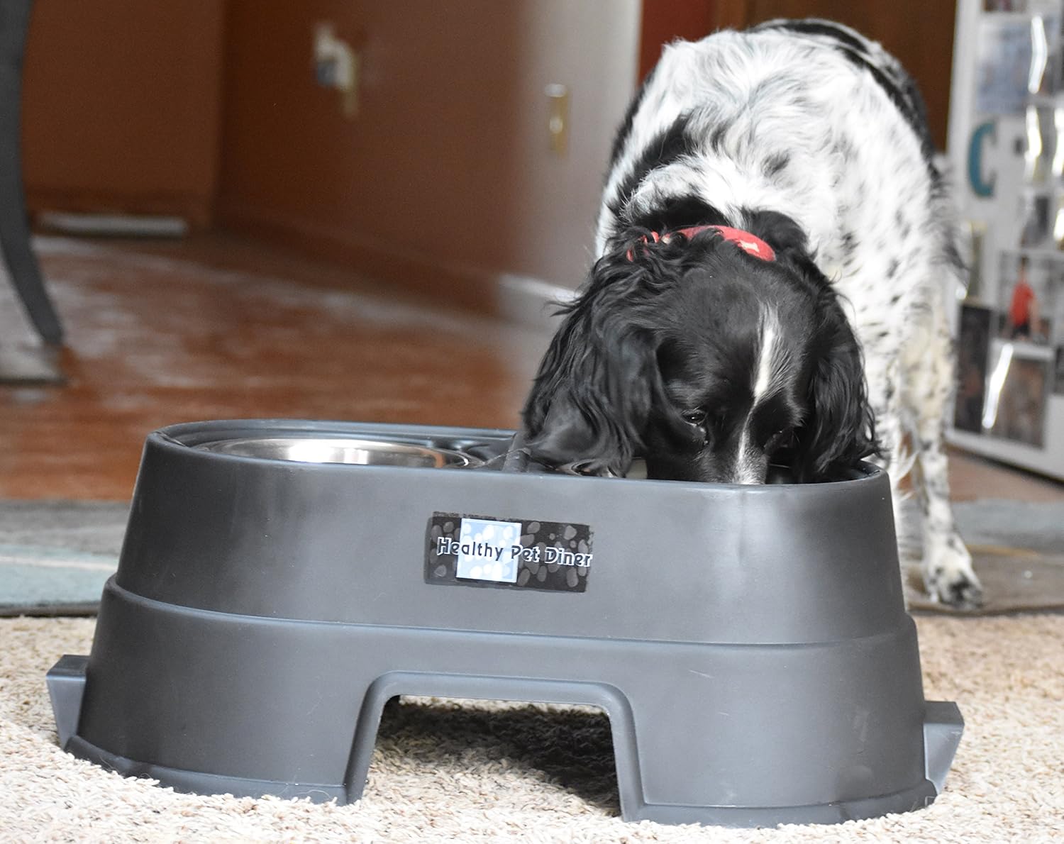 Pet Supplies : OurPets Comfort Diner Elevated Dog Food Dish (Raised Dog Bowls Available in 4 inches, 8 inches and 12 inches for Large Dogs, Medium Dogs and Small Dogs), 8-inch : Raised Pet Bowls : 