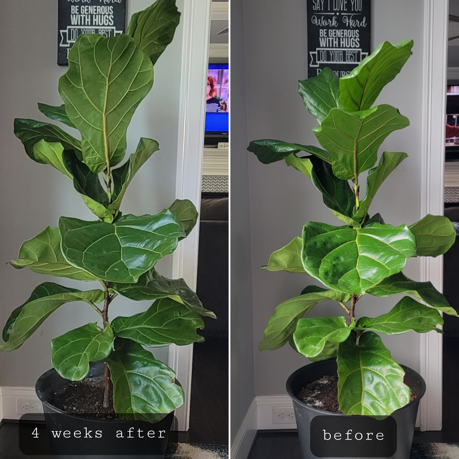 2/mo Finance Fiddle Leaf Fig Tree Fertilizer Ficus Plant Food