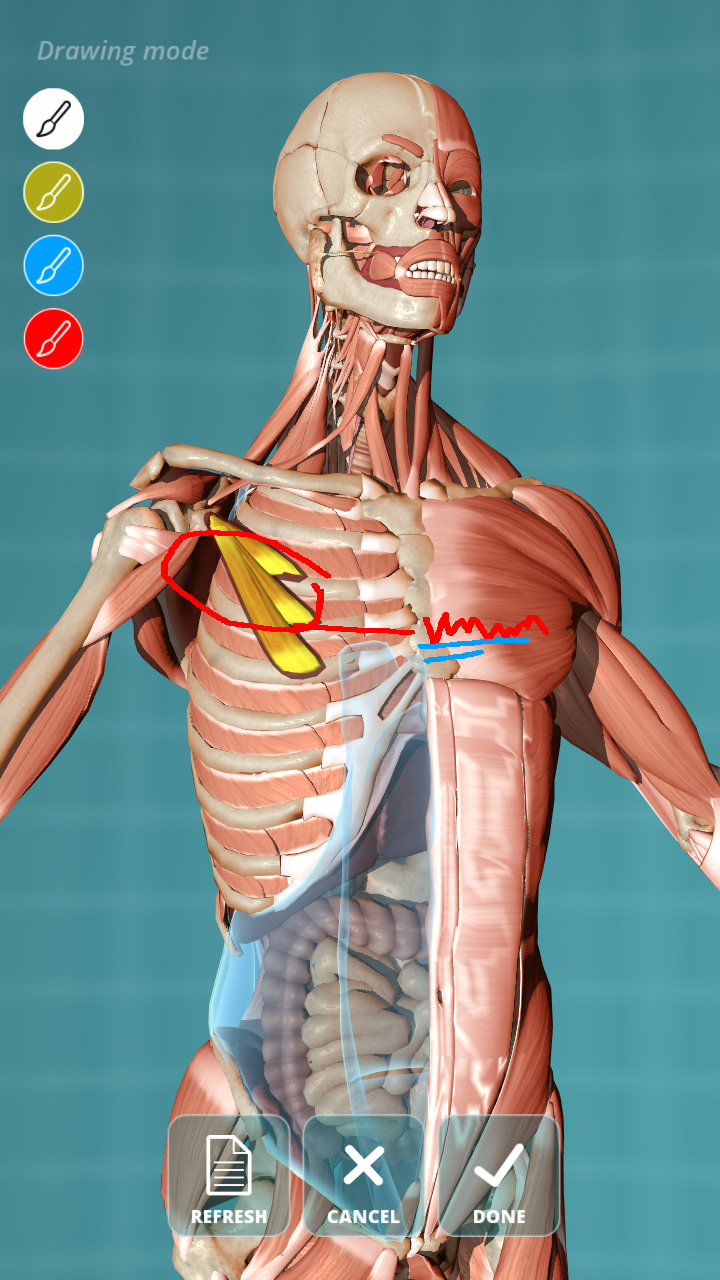 Visual Anatomy - Human body