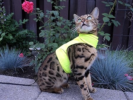 mynwood cat jacket