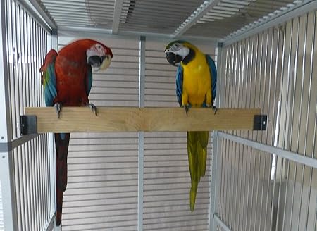 handicapped bird supplies