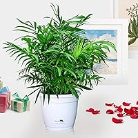 Nurturing Green Chamaedorea Palm Plant in Hermes Pot for home (Live Indoor Parlour Plant with pot for livingroom, bedroom, office etc) - Air Purifying Plants for Home