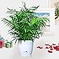 Nurturing Green Chamaedorea Palm Plant in Hermes Pot for home (Live Indoor Parlour Plant with pot for livingroom, bedroom, office etc) - Air Purifying Plants for Home