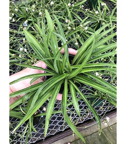Amazon.com : Large Hawaiian Spider Plant - Air Purifying, Low Maintenance,  Thrives in Home & Office - Perfect for Plant Enthusiasts - Live Houseplant  in Potting Soil (Pack of 1) : Patio, Lawn & Garden