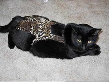 Joybies Pantalon Chat Large 17 19 Pouces Leopard Marron Beige Noir Amazon Fr Animalerie