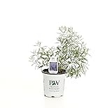 Denim 'N Lace Russian Sage (Perovskia) Live