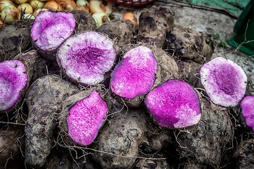 Purple Sweet Potato Powder (Purple Yam, Ube) - 100% Natural - Delicious,  Colour-changing Raw Sweet Potato Powder | Add To Cereal, Porridge, Yogurt,  Smoothies | Net Weight: 75g in Saudi Arabia | Whizz Food Coloring