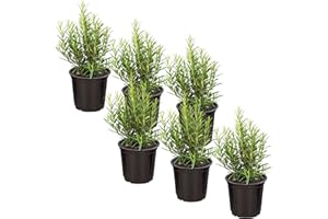 THE THREE COMPANY Live Aromatic and Edible Herb - Rosemary (6 Per Pack), Naturally Improves Breathing and Air Quality, 8" Tall by 3" Wide