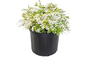 GREEN PROMISE FARMS Spiraea thun. 'Ogon' (Mellow Yellow) (Spirea) Shrub, #3 - Size Container