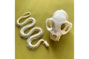 ZCZC 2pcs Taxidermy Combination of Real Snake Bones and Cat Skull, Animal Bones Real