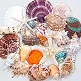 JQAQJU 23 Pcs Large Sea Shells for Crafts, Mixed Starfish Shells Decor | Various Size Natural Seashells for Decorating, Beach Themed Party, Table Scatters, DIY, Fish Tank, Vase Filler, Wedding