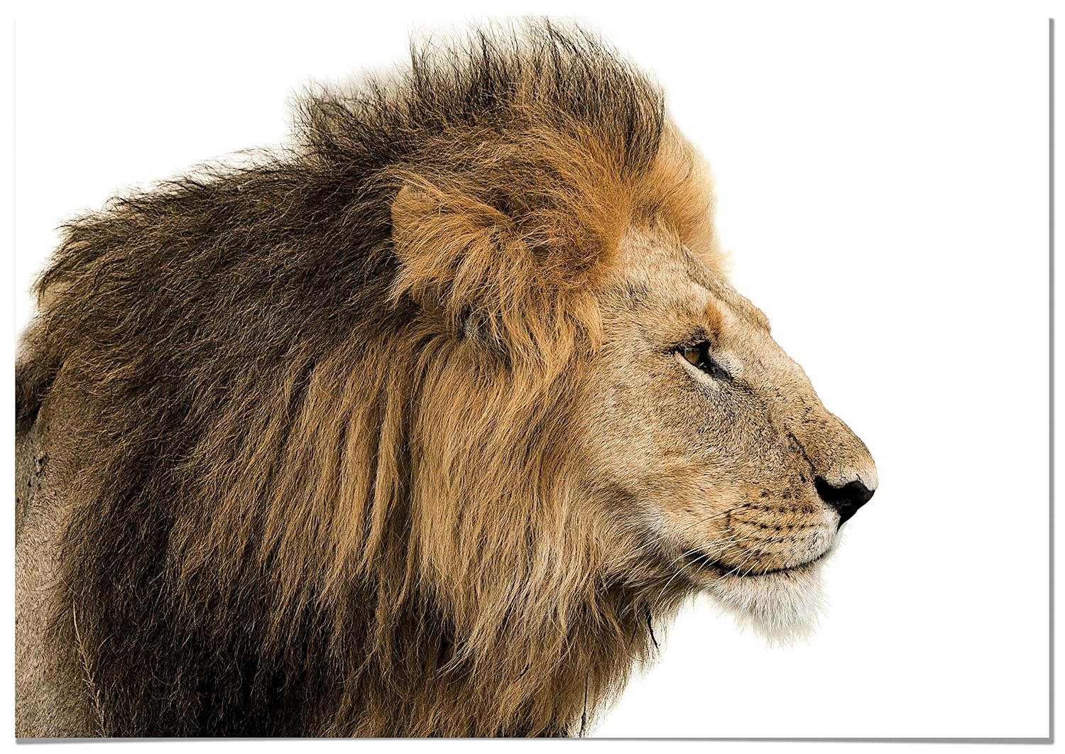 Cuadros de Leones