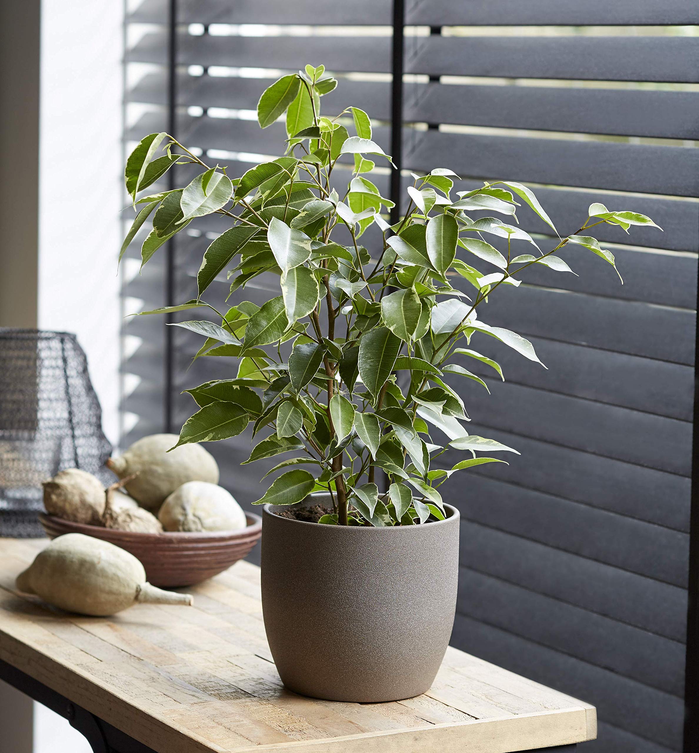 Plant Theory 145m Ficus Benjamina Danielle Weeping Fig Indoor House Plant 27cm Pot