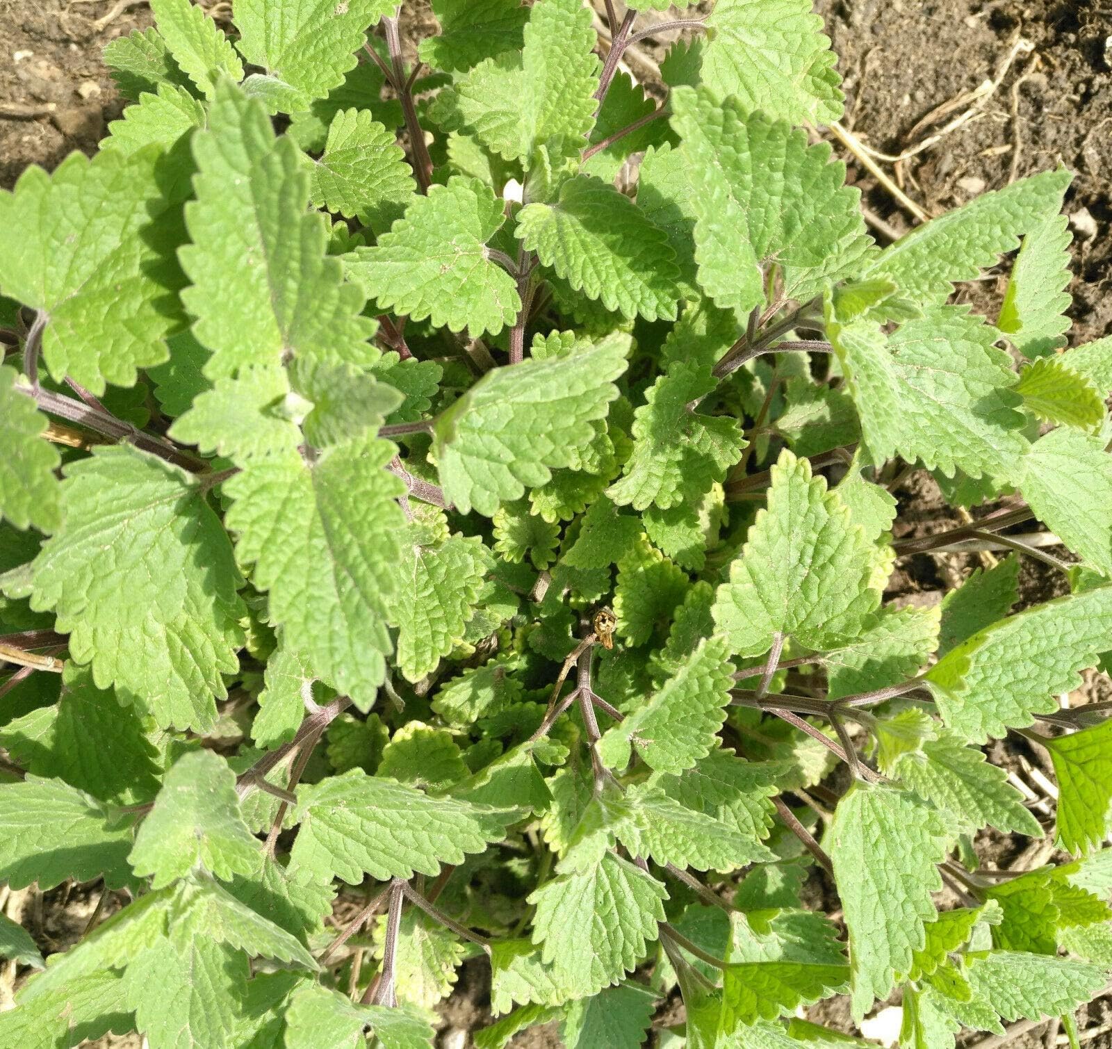 Hundredfold Catnip Nepeta cataria 1000 Seeds - Heirloom Non-GMO Catmint Herb for Kitten & Cat Treat