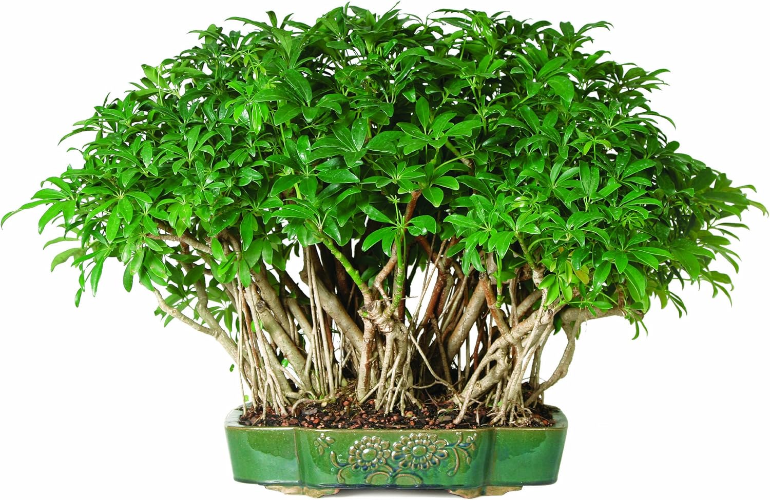 Brussel's Hawaiian Umbrella Tree Bonsai Bonsai Plants