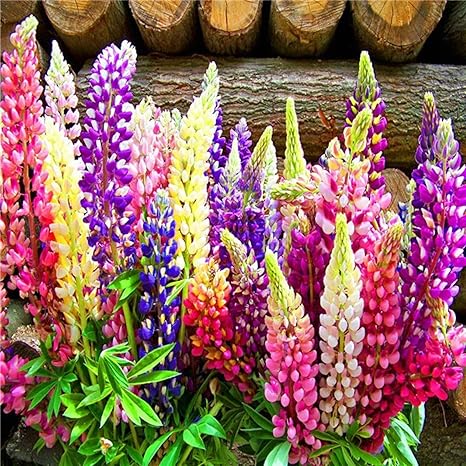 Planthub Russell Lupin Flower Seed Dwarf Hybrid Lupinus Polyphyllus Mixed Pack Of 60 Seeds Amazon In Garden Outdoors