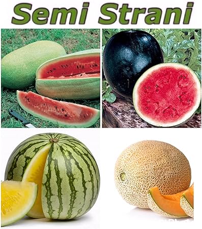 40 SAMEN: WASSERMELONE RIESEN AMERIKANISCHEN CHARLESTON GRAY, WASSERMELONE SUGAR BABY, WASSERMELONE GELB und ZUCKERMELONE CHA