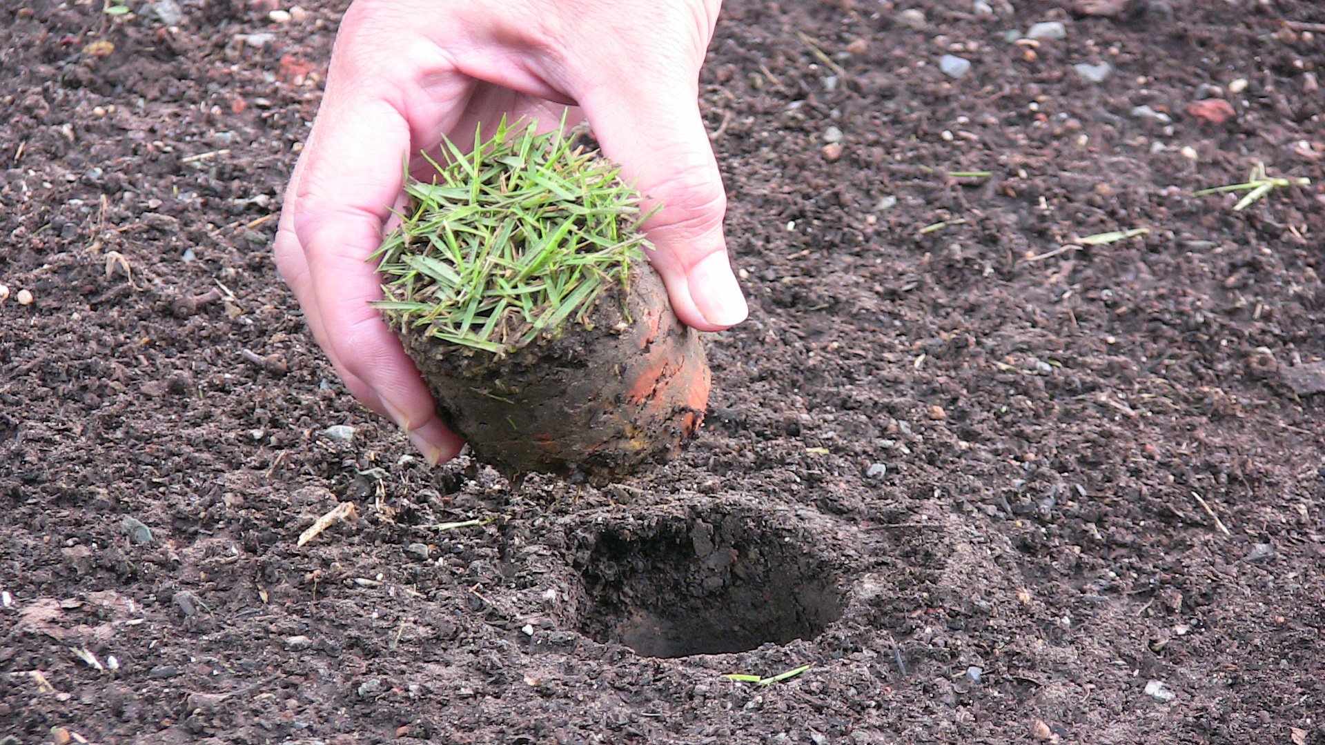 5 Best Sod Pluggers Right Now Buyer's Guide