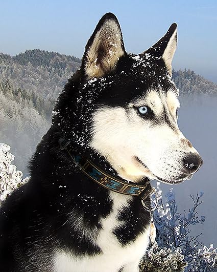 quality siberian husky