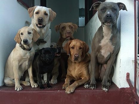 Dog kennel business plan example image