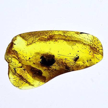 Amazon N2 Stone Natural 一点物 天然樹脂の化石 虫入り琥珀 コハク アンバー シリーズ 有機鉱物 太古の虫 標本 パワーストーン タイプ9 含まれている虫 ハエ 2匹 ダニ 甲虫 未知の触覚 オークの花など X 採取地 ポーランド バルト海 化石