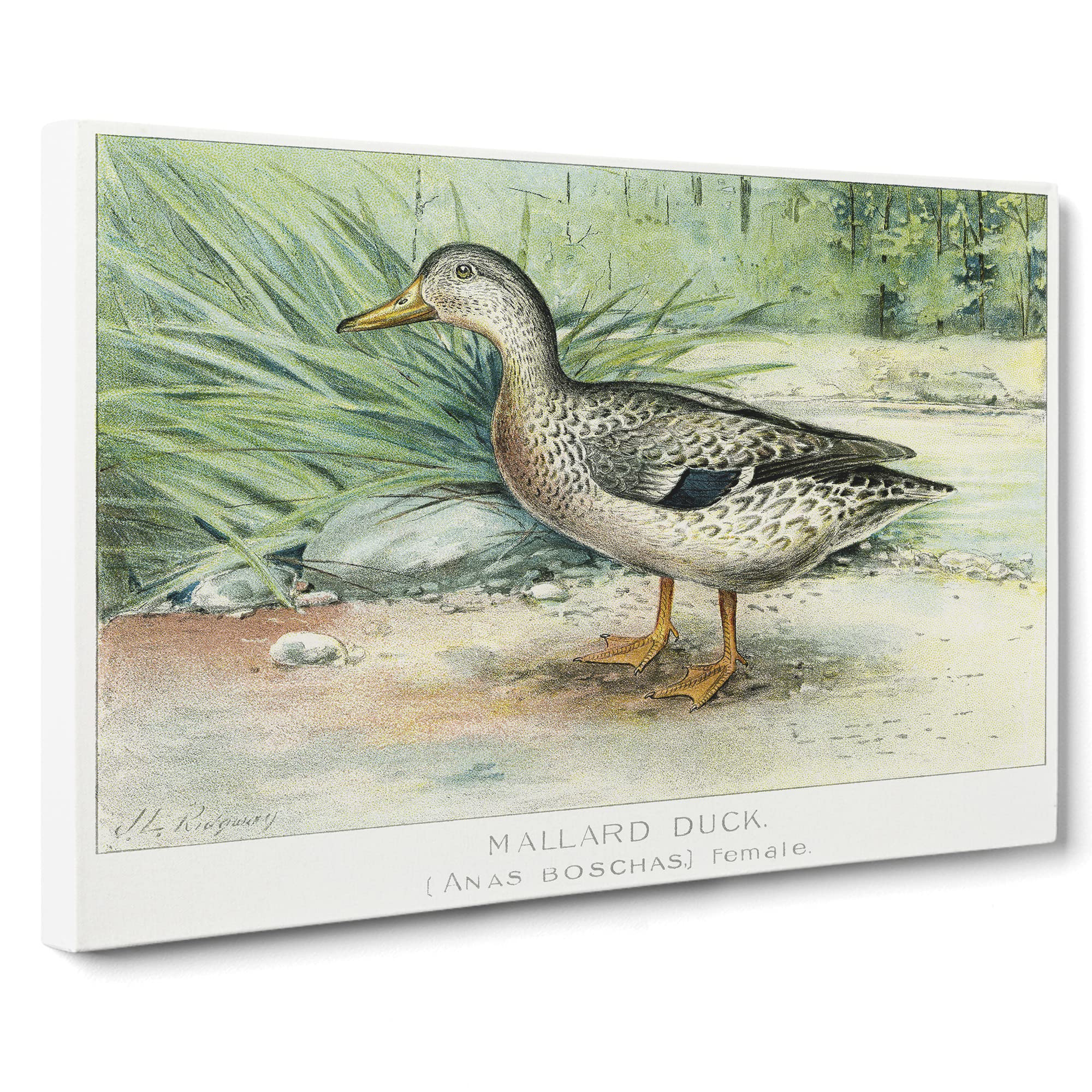 A Mallard Duck By J.L. Ridgway Canvas Print | Gallery Wrapped 30mm Frame Wall Art | 20x14 inches | Ready to Hang | Retro Bird Picture | Living Room Bedroom Lounge Office