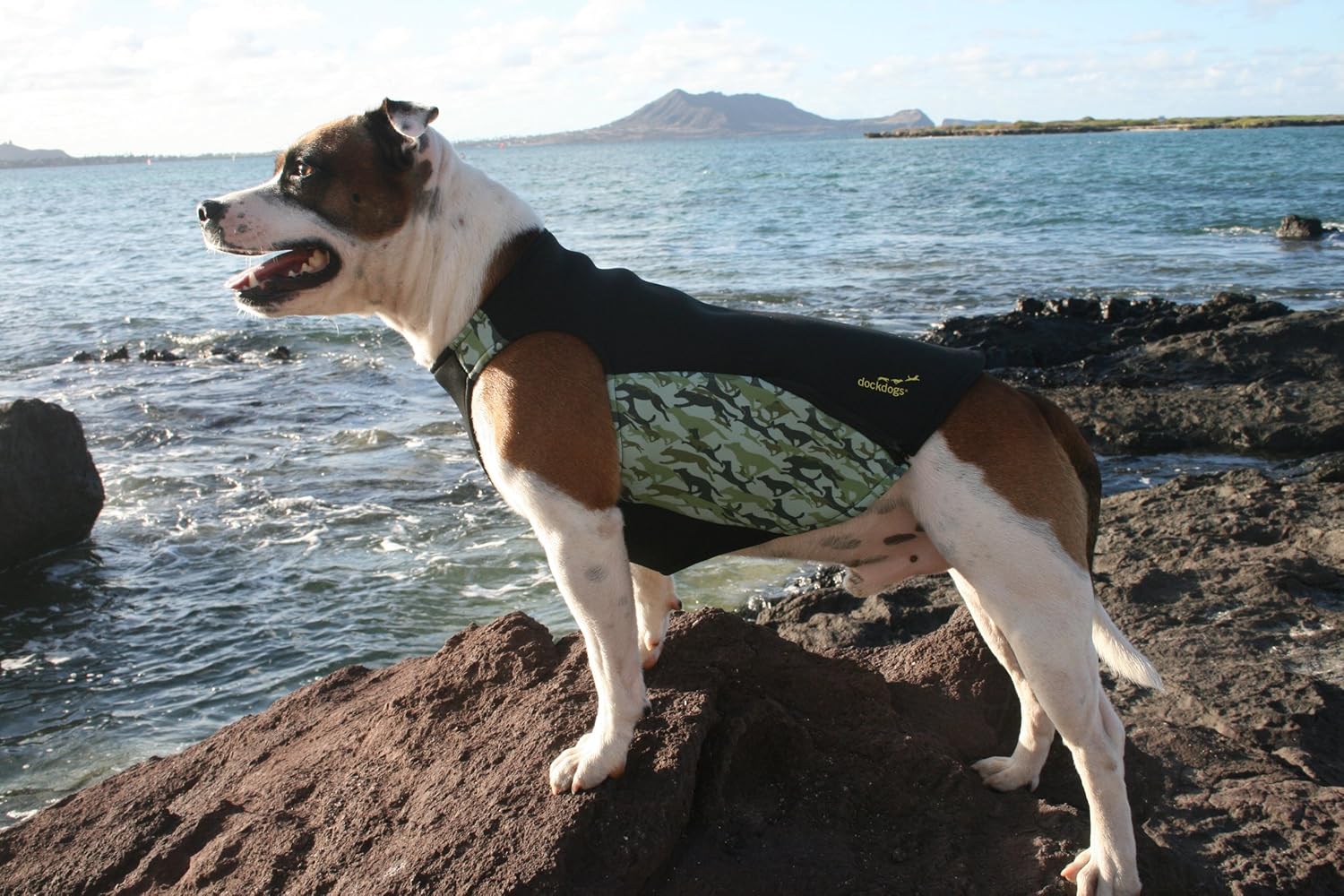 dog dock diving wetsuits