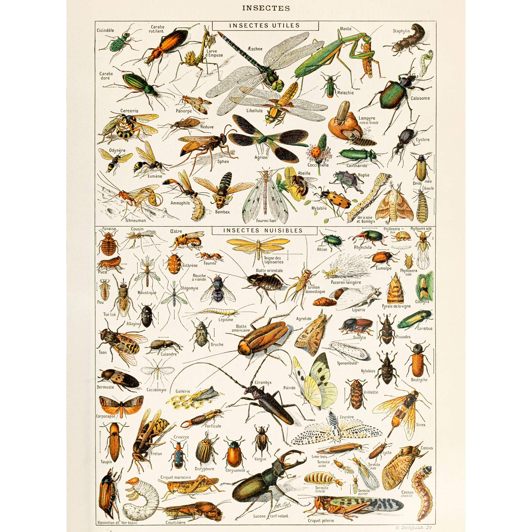 Artery8 Millot Encyclopedia Page Insects Dragonfly Large Wall Art Poster Print Thick Paper 18X24 Inch