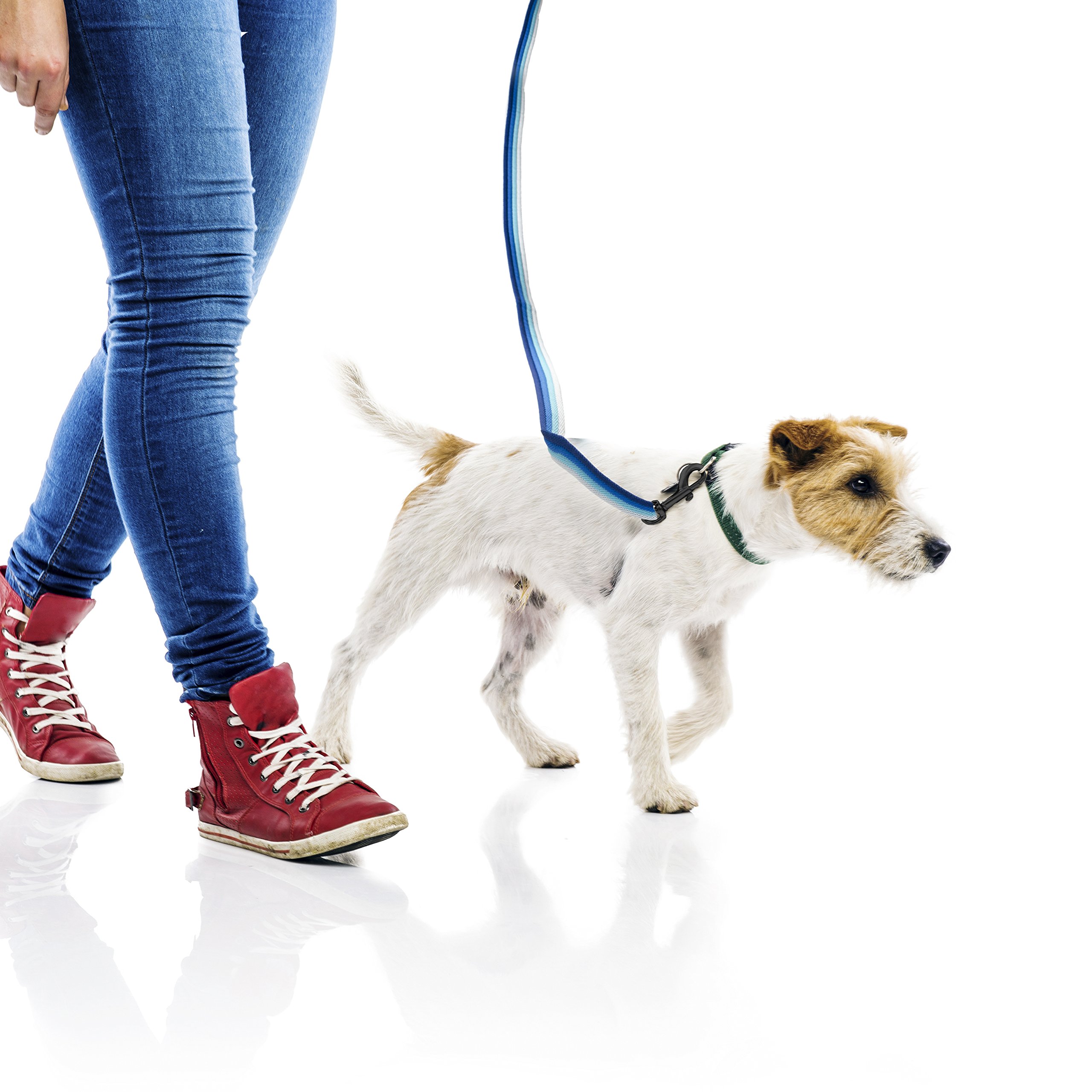 real simple dog leash