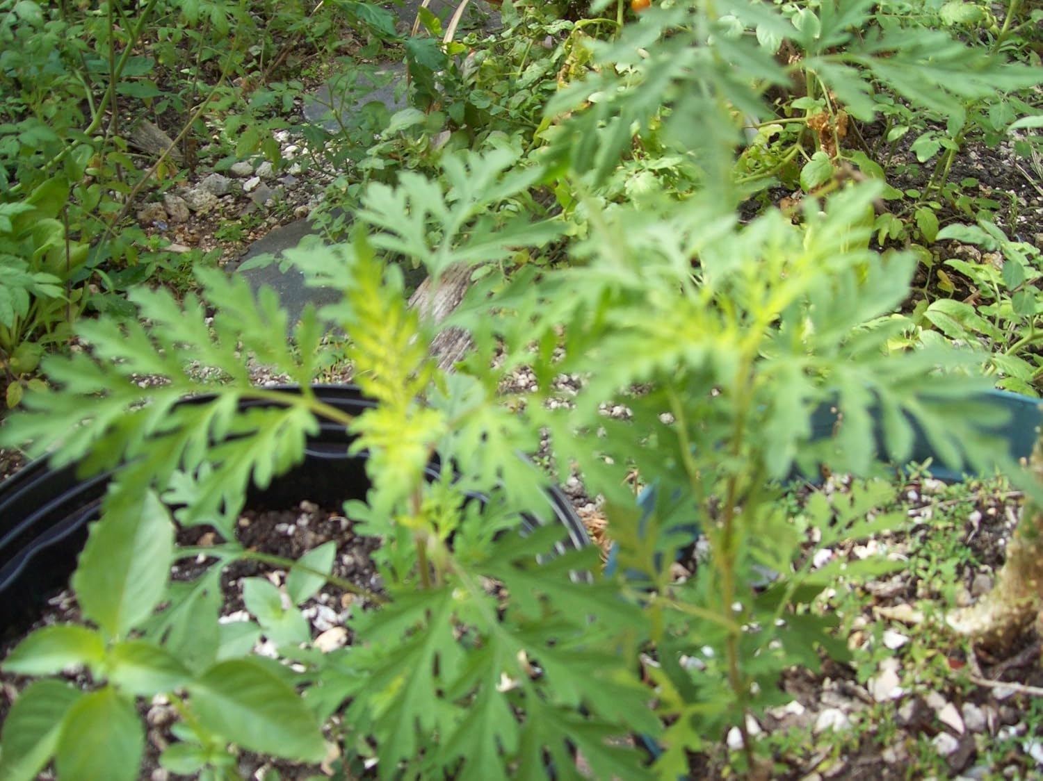 Mugwort/ Dried Mugwort Herb/whole Mugwort Leaves/artemisia