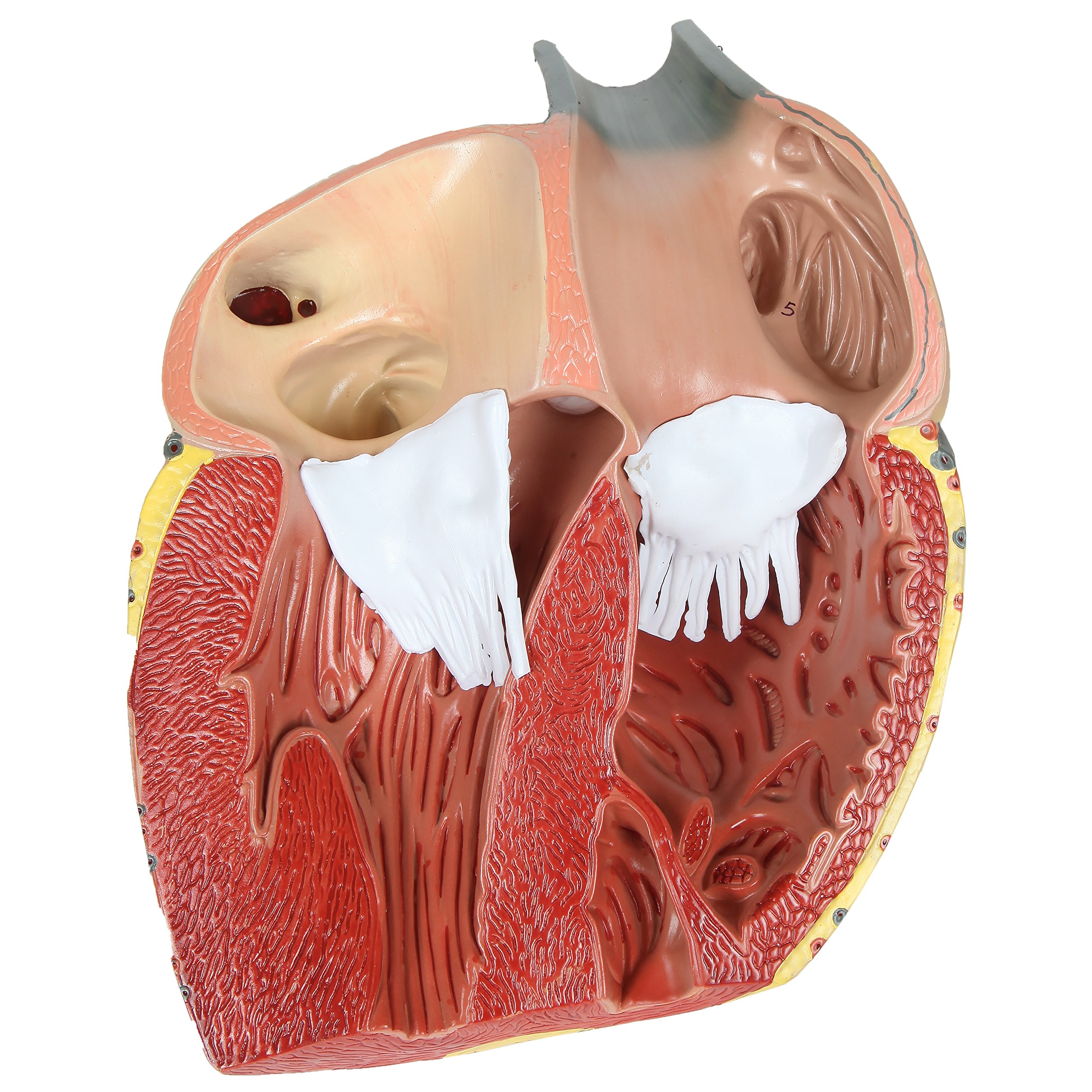 Large Human Heart Model, 3x Life-Size, 3-Part Numbered Anatomical Heart Illustrates 34 Internal Structures, Magnetically Connected, Includes Product Manual, Made by Axis Scientific