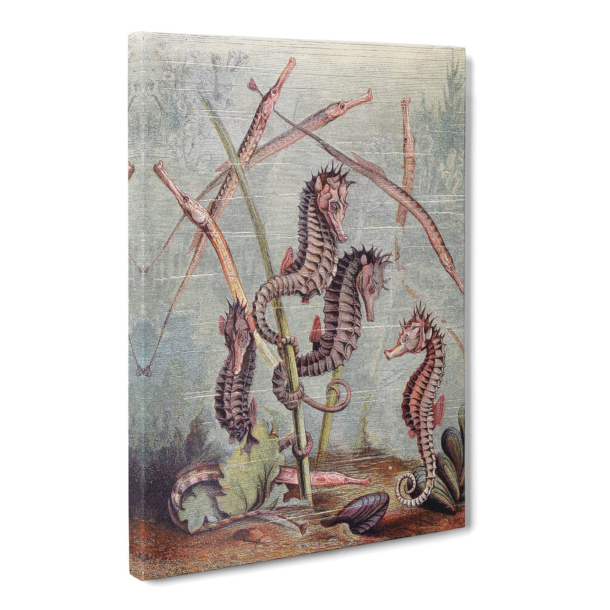 Natural History Seahorses & Pipefish Canvas Print | Gallery Wrapped 30mm Frame Wall Art | 20x14 inches | Ready to Hang | Retro Picture | Living Room Bedroom Lounge Office