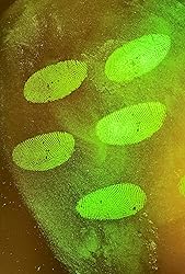 Blue Fluorescent Fingerprint Powder for