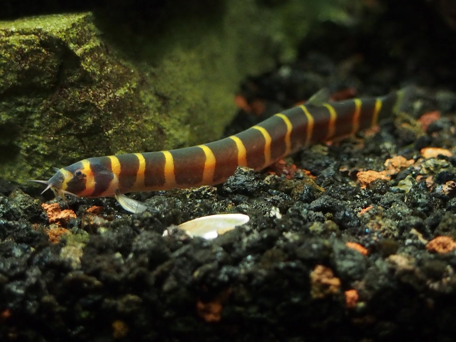 1 Live Kuhli Loach (also spelled Coolie Loach) - 3"+ long! by  InvertObsession: Amazon.co.uk: Pet Supplies